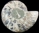 Cut Ammonite Fossil (Half) - Agatized #47701-1
